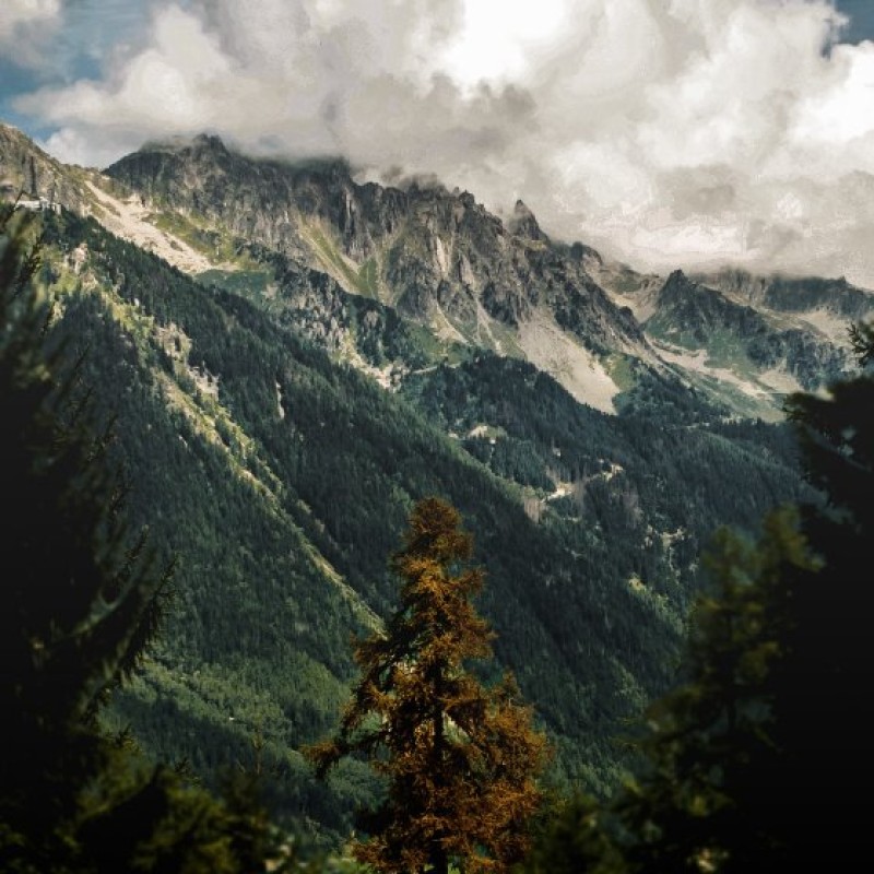 Wald Alpen CO2 ausgleichen Treibhauseffekt